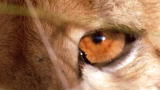 I, Predator: Cheetah vs. Warthog