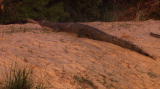 Mutual of Omaha's Wild Kingdom: Gharials vs. Mugger Crocodile