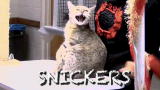 How Do You Like Meow