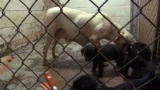 Confessions: Animal Hoarding: Backyard Breeding Operation Must Stop