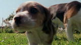 Top 10 Super Dogs: Beagle