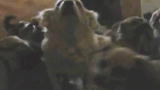 Confessions: Animal Hoarding: 1 Trailer , 80 Dogs