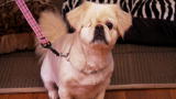 It's Me or the Dog: Princess with a Problem