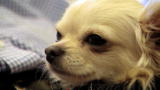 Top 10 Super Dogs: Chihuahua