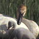 Ultimate Animal Dads: Trumpeter Swan Dads