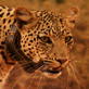 Mutual of Omaha's Wild Kingdom: Leopard Survival Skills