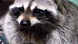Weird True & Freaky: Fattest Raccoon Ever