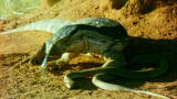 Killer Aliens: Nile Monitor Lizard
