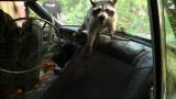 Call of the Wildman: Battling an Angry Raccoon