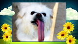 America's Cutest Dog: Super-Long Tongue