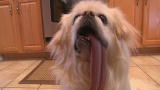 Dogs 101: Ugly Dogs (Full Episode)