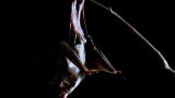 Top 10 Bloodsuckers: Vampire Bat