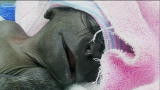 Most Outrageous: Busch Gardens: Gorilla Birth
