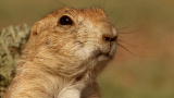Mutual of Omaha's Wild Kingdom: Prairie Dog Language