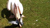 Weird True & Freaky: Pelican Swallows Pigeon Whole