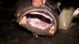 River Monsters: Gigantic Queensland Grouper