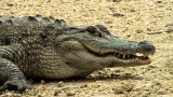 Swamp Wars: A Family and a Gator