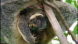 play video on Animal Planet