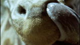Top 10 Animal Gross Outs: A Giraffe's Tongue