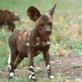 Ultimate Animal Dads: Wild Dog Dads
