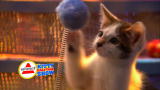 Puppy Bowl VIII: Kitty Halftime Show