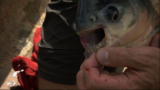 River Monsters: How to Catch a Pacu