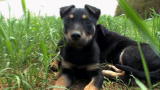 Dogs 101: Australian Kelpie
