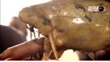 River Monsters: Catfish Still Alive at Market