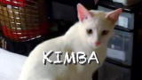 How Do You Like Meow