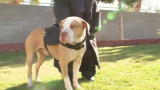 Pit Boss: Hercules' Big Surprise