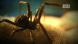 I'm Alive: Bitten By a Black Widow
