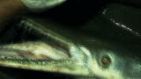 APL Top 25 of All Time: River Monsters, Alligator Gar