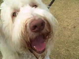 The Daily Treat: Walk for Animals