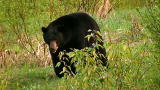 Maneaters: Black Bears