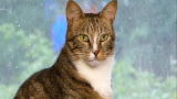 Must Love Cats: Joey the News-cat-ster