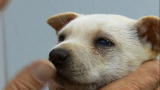 Last Chance Highway: Special Needs Pup