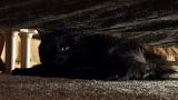 My Cat From Hell: How to Handle Scared Cats