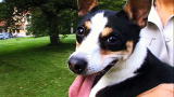 Dogs 101: Rat Terrier