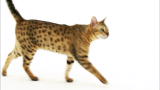 Cats 101: Cheetoh
