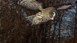 Viking Wilderness: Owl Snipes a Vole