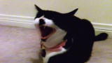 My Cat From Hell: Fifi's Betrayal