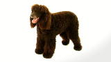 Irish Water Spaniel