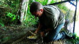 Wild Recon: Morelet's Crocodile Relocation