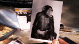 Fatal Attractions: Pet Chimp 