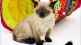 Cats 101: Tonkinese