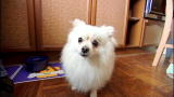 It's Me or the Dog: Menagerie