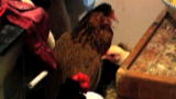 Confessions: Animal Hoarding: Peter