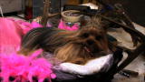 American Stuffers: Only on Animal Planet