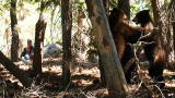 The Bear Whisperer Videos