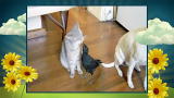 America's Cutest Pets: Hungry, Hungry Kitties